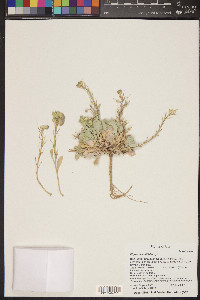 Physaria acutifolia image