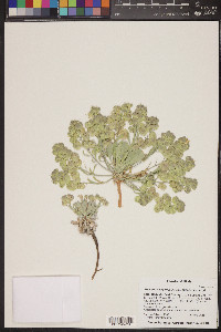 Physaria newberryi image