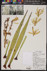 Yucca baccata image