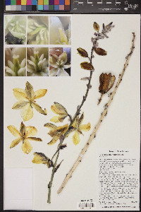 Yucca baileyi image