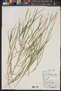 Bothriochloa laguroides image