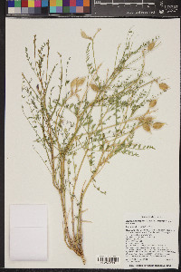 Astragalus preussii var. preussii image