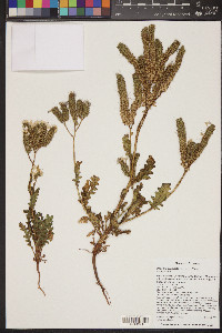 Phacelia crenulata image