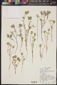 Chaenactis macrantha image