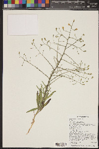 Stephanomeria exigua image