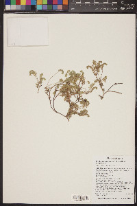 Cryptantha decipiens image