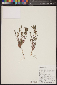 Phacelia affinis image