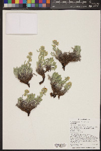 Oreocarya humilis image