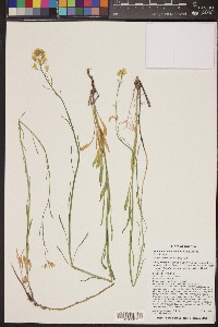 Sisymbrium linifolium image