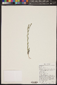 Lappula occidentalis var. cupulata image