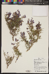 Psorothamnus arborescens image