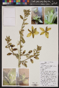 Yucca campestris image