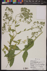 Lepidium latifolium image