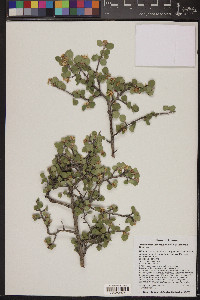 Amelanchier utahensis var. utahensis image