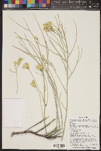 Ericameria nauseosa var. juncea image