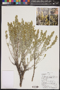 Artemisia bigelovii image