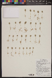 Ceratocephala testiculata image