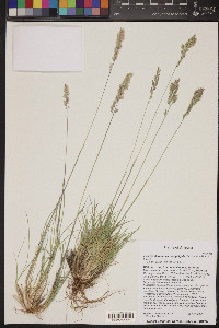 Poa fendleriana subsp. longiligula image