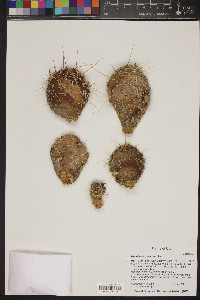 Opuntia polyacantha image