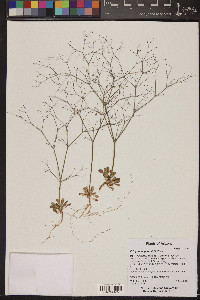 Eriogonum parishii image