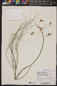 Eriogonum davidsonii image