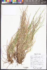 Carex geophila image