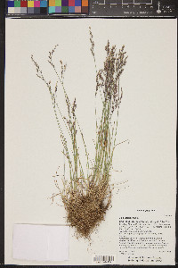 Poa nemoralis subsp. interior image