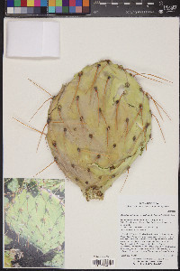 Opuntia engelmannii var. flavispina image