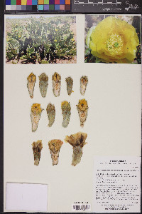 Opuntia engelmannii var. flavispina image