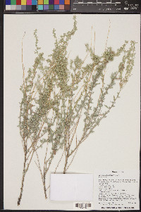 Artemisia bigelovii image