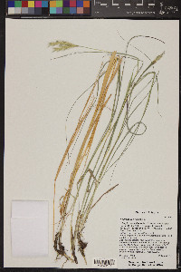 Andropogon hallii image