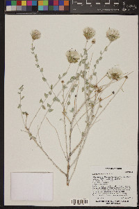 Brickellia incana image