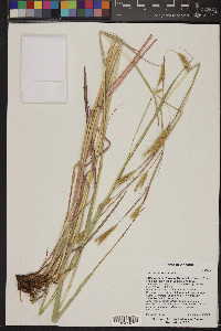 Andropogon hallii image