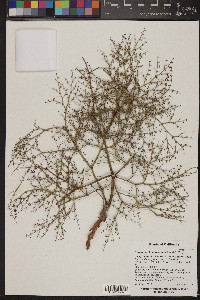 Eriogonum brachypodum image