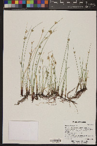 Cyperus laevigatus image
