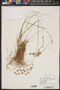 Juncus macrophyllus image