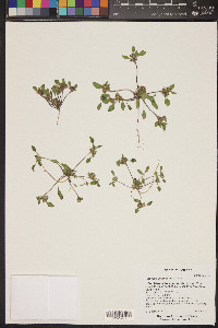 Phacelia cephalotes image