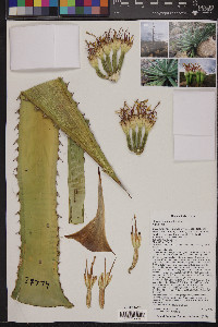 Agave palmeri image