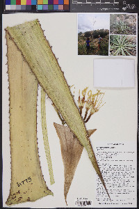 Agave palmeri image