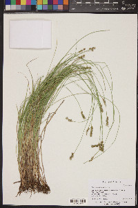 Carex echinata image