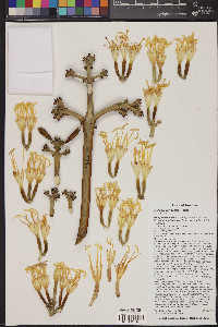 Agave chrysantha image