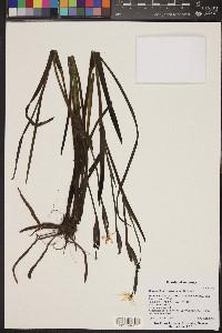 Sisyrinchium arizonicum image