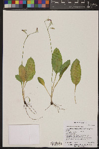 Dodecatheon dentatum image