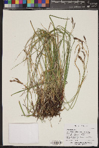 Carex bella image