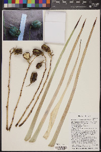 Hesperoyucca newberryi image