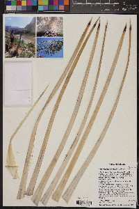 Hesperoyucca newberryi image