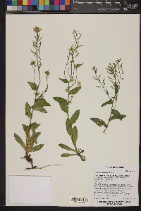 Draba helleriana image