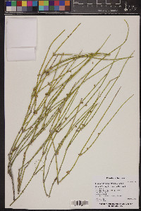 Ephedra trifurca image