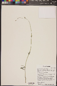 Ipomoea barbatisepala image