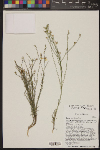 Linum aristatum image